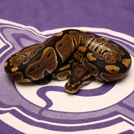 Leviathan Ball Python Het Clown Het Desert Ghost Ball Python by LEVIATHAN