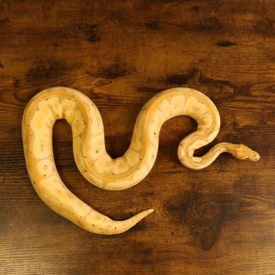 Leviathan Ball Python Proven Breeder Female Maker Banana Clown Male Ball Python by LEVIATHAN