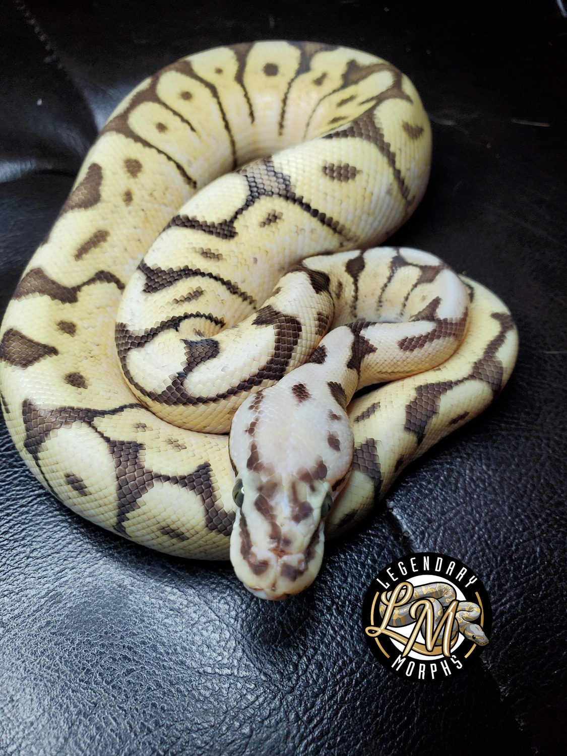 Killer Bee Ball Python by Legendary morphs - MorphMarket
