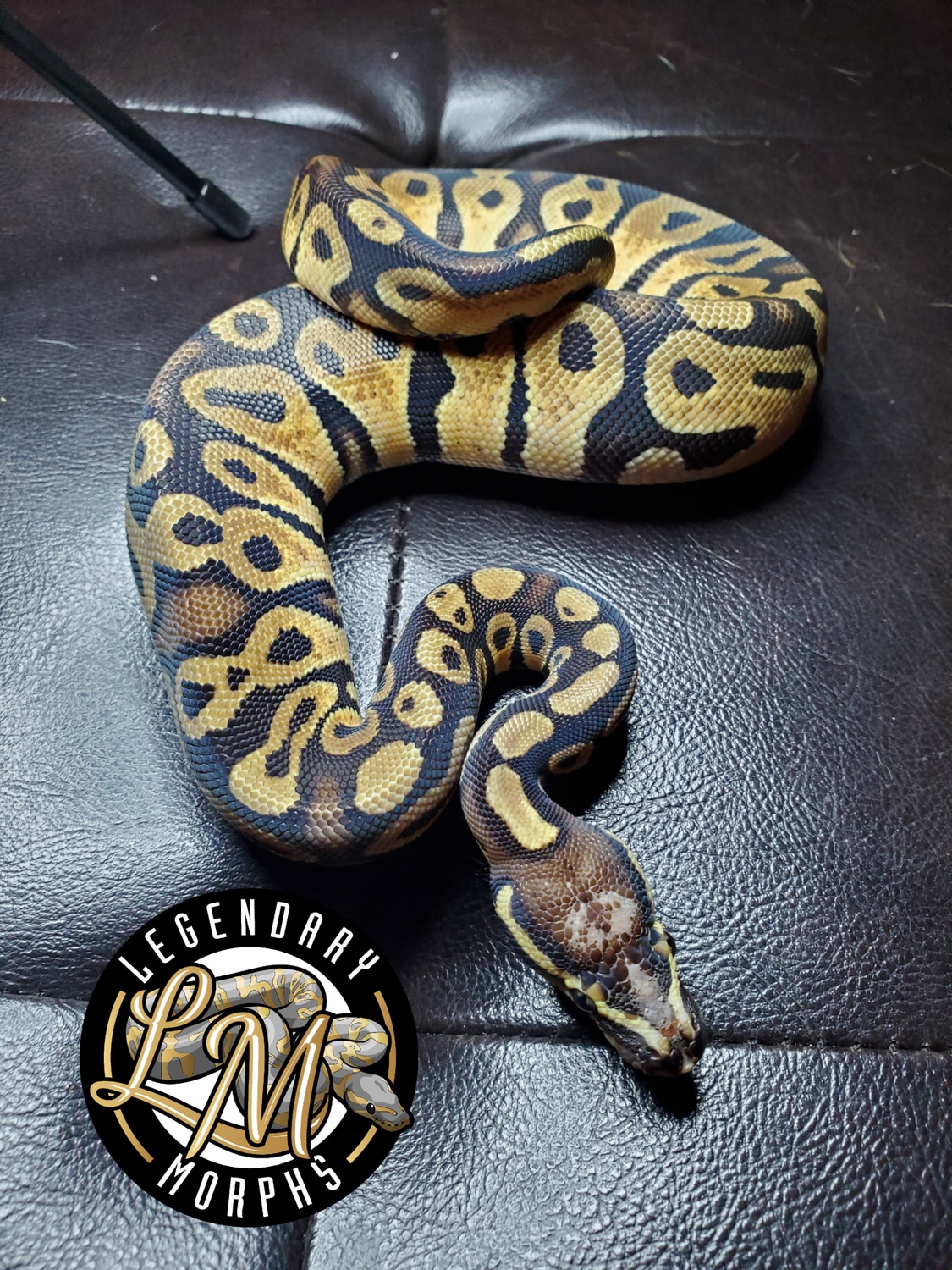 Pastel Scaleless Head Ball Python by Legendary morphs - MorphMarket