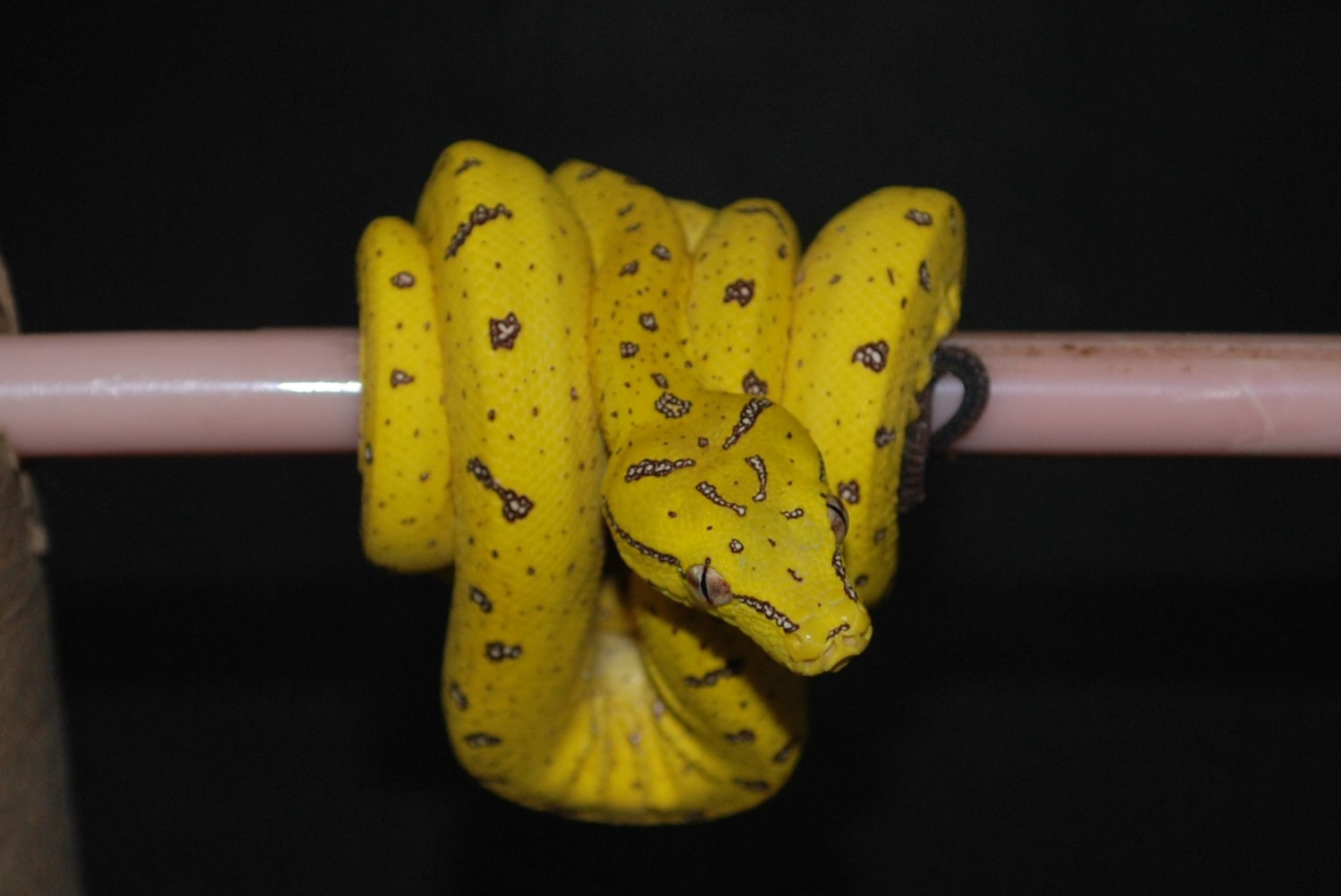 US CB Baby ARU Green Tree Python by The Snake Shack - MorphMarket
