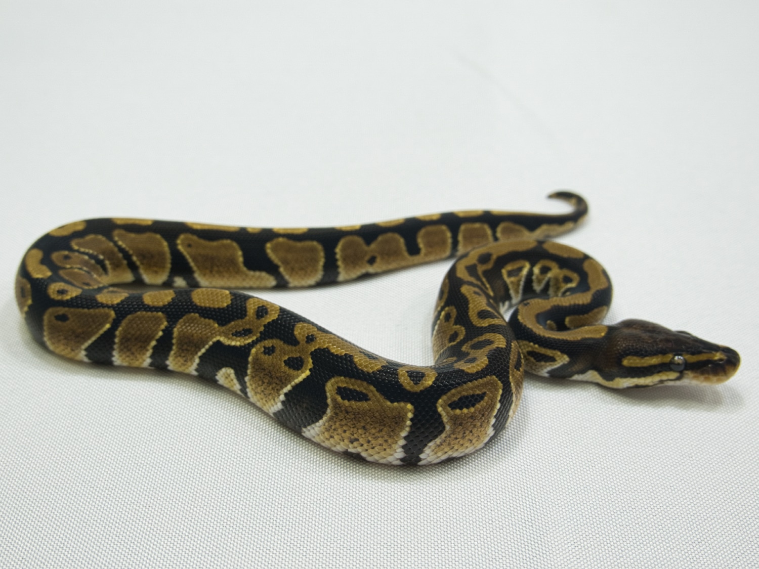 DH Desert Ghost Pied Ball Python by Directed Evolution Pythons ...