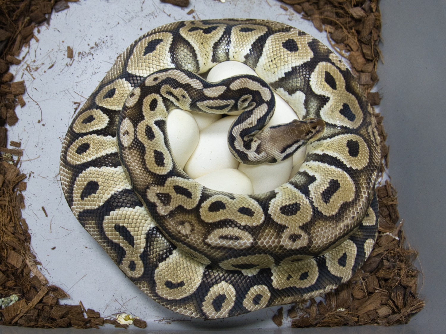 Arcane Het Red Axanthic Pastel Ball Python by Directed Evolution ...