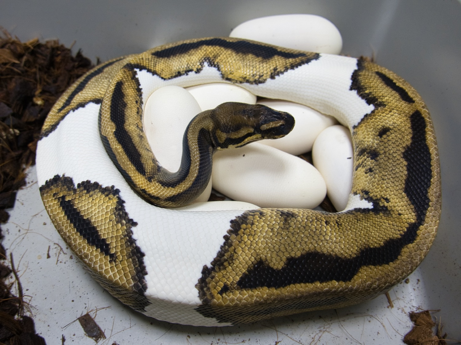 Leopard Pied Ball Python by Directed Evolution Pythons - MorphMarket