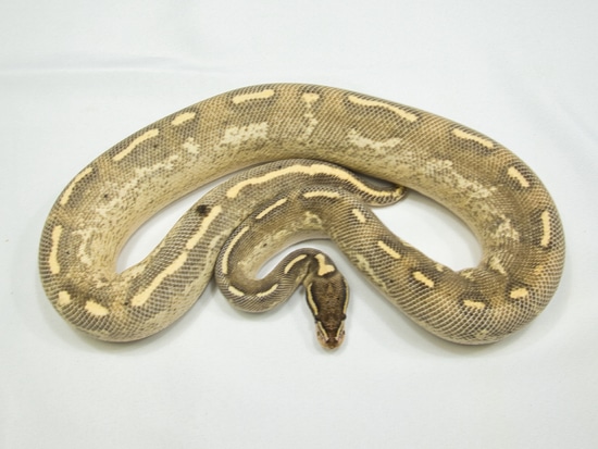 Proven Breeder Freeway 100% Het Lavender Albino Ball Python by Directed ...