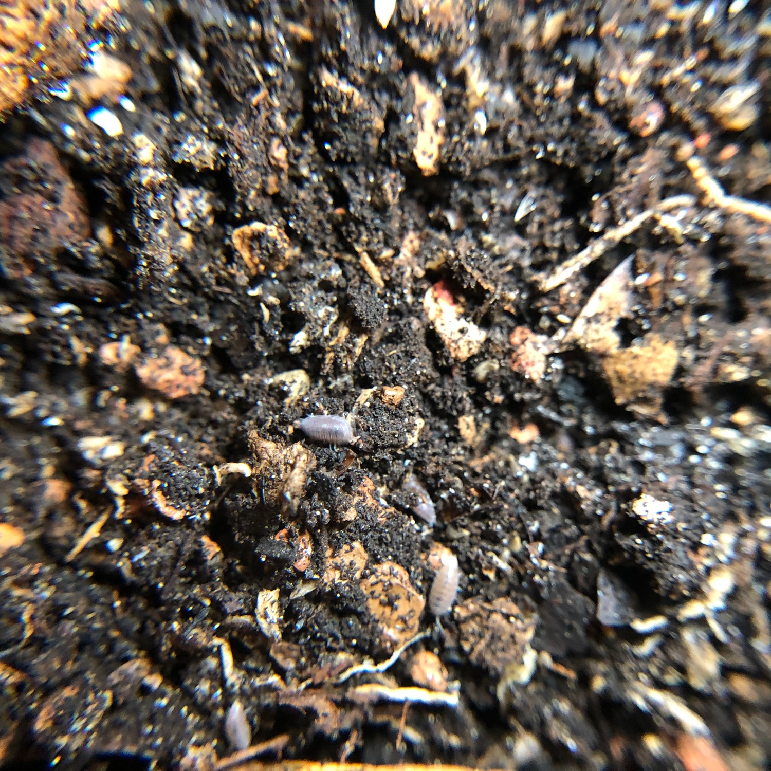 Trichoniscidae Sp. Dwarf Purple 50ct Isopod by Nature's Exquisite