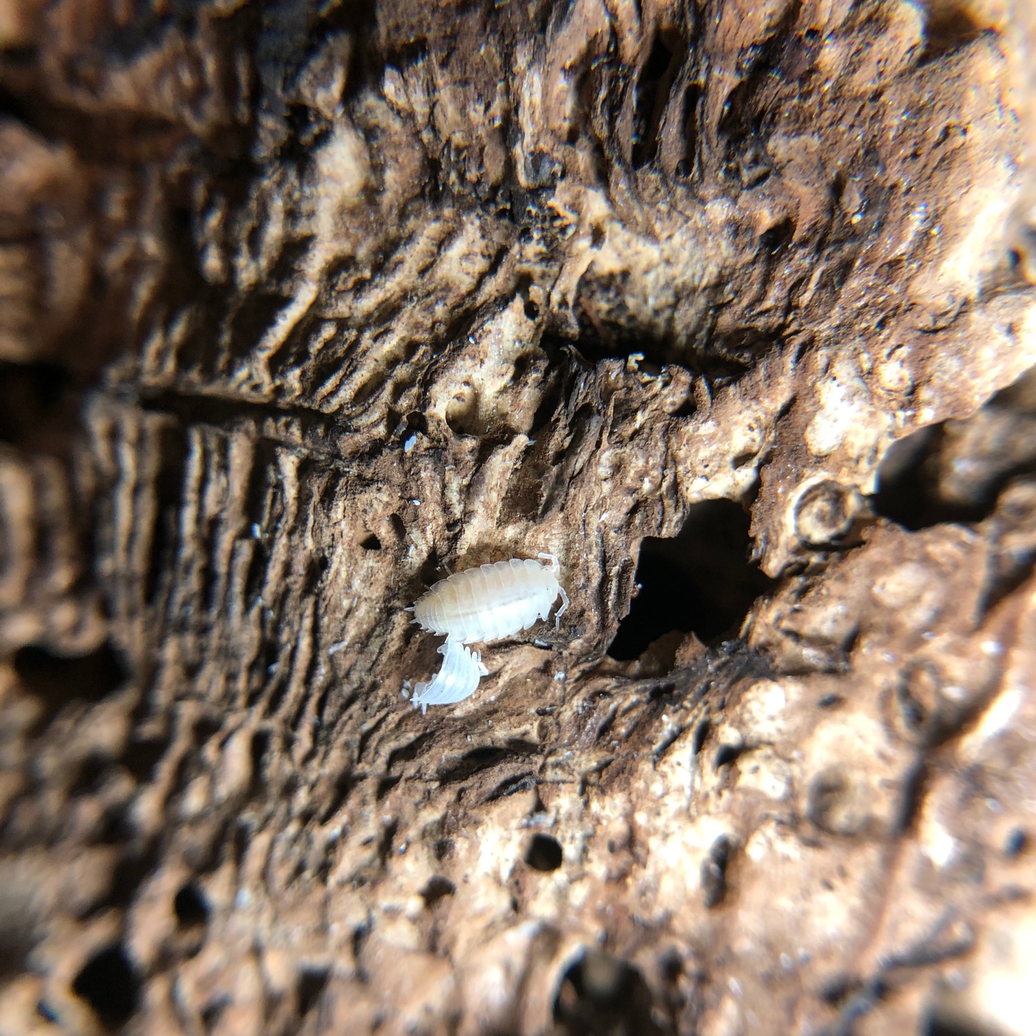 Trichorhina Tomentosa 