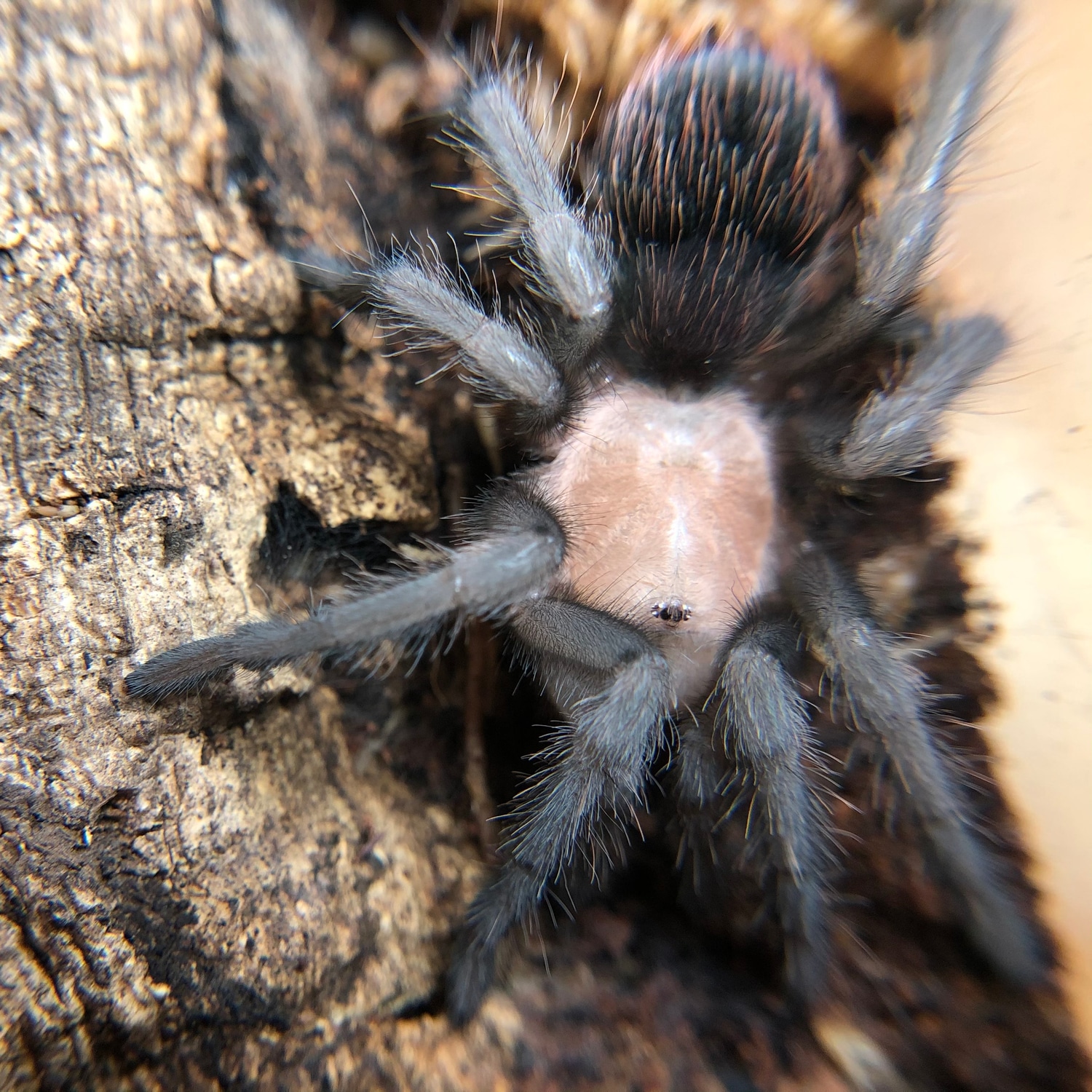 Brachypelma Albiceps (Mexican Golden Red Rump) Tarantula by Nature's ...