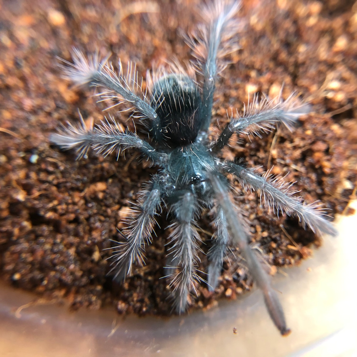 Xenesthis Intermedia (Amazon Blue Bloom) Tarantula by Nature's