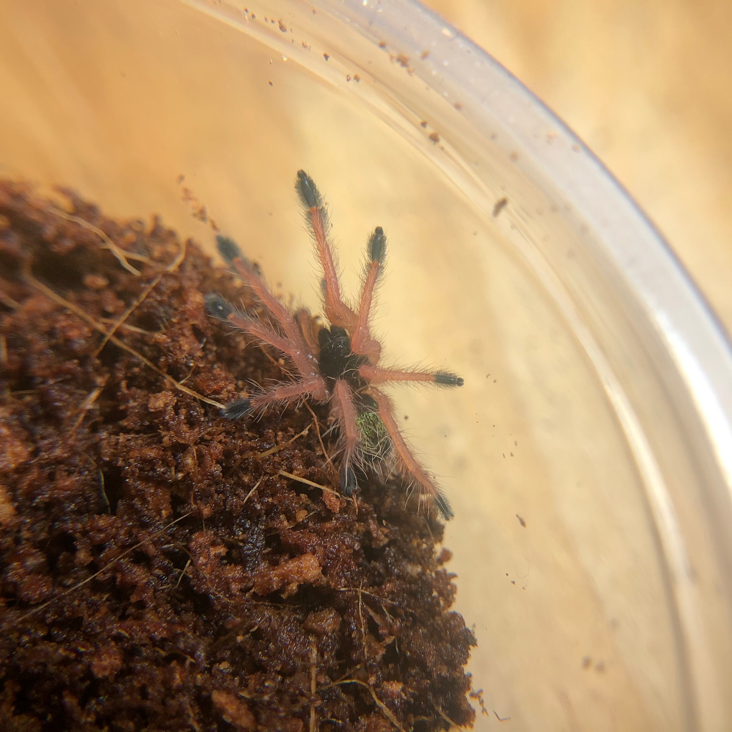 Ephebopus Uatuman (Emerald Skeleton Leg) Tarantula by Nature's