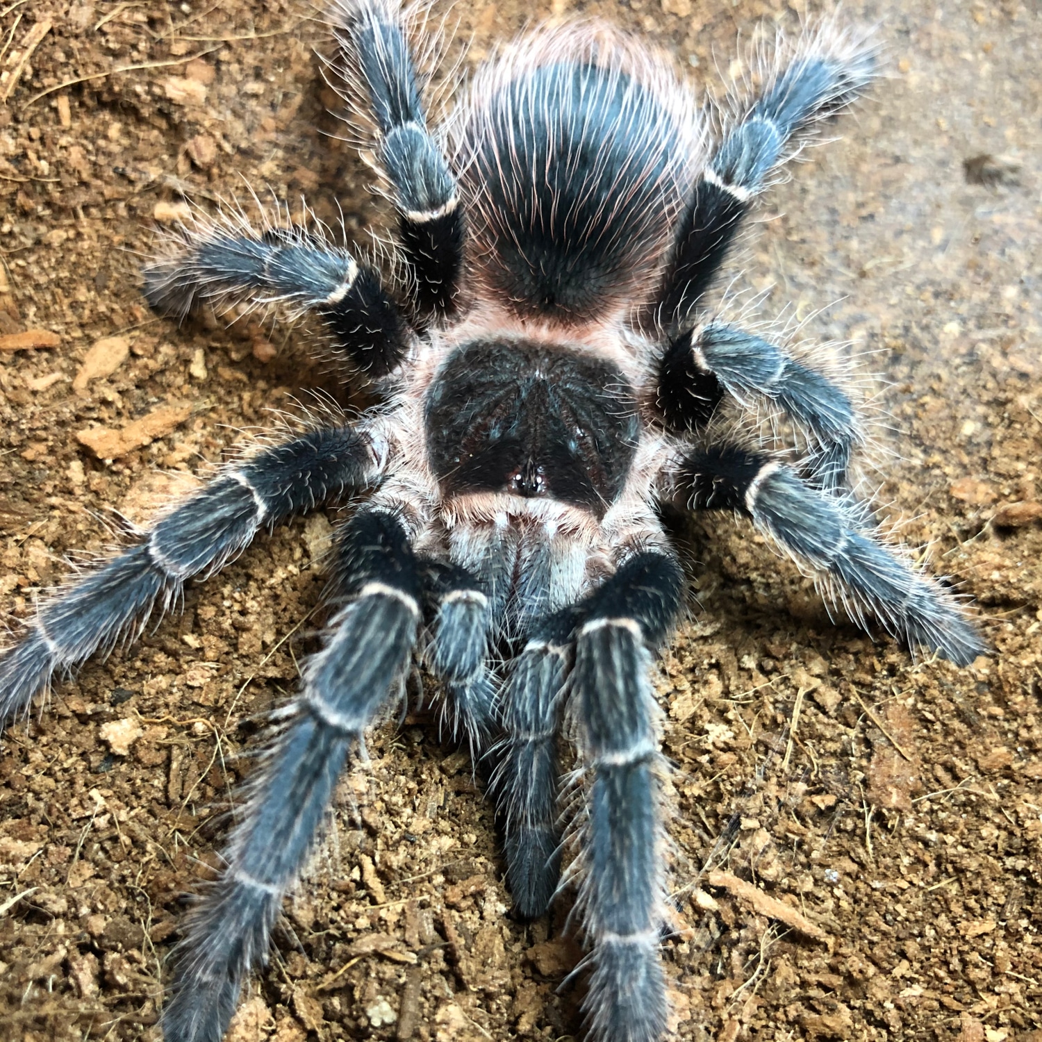 Lasiodora Klugi Lifespan