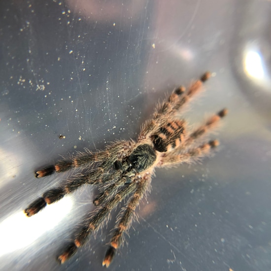 Pseudoclamoris Gigas (Orange Tree Spider) Tarantula by Nature's