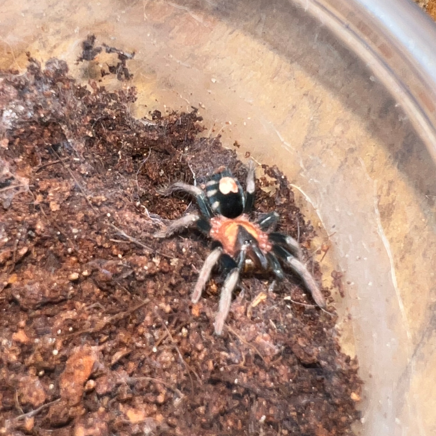 Cyriocosmus Elegans (Trinidad Dwarf) Tarantula by Nature's Exquisite
