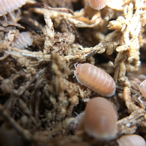 Cubaris Murina 