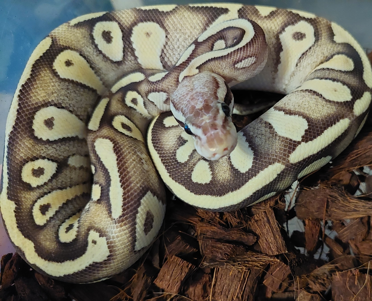 Super Pastel Mojave Ball Python by Exotic Ball Pythons - MorphMarket