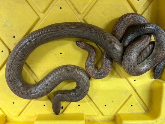 Feeding Adult Pet Sand Boas A Variety Of Foods