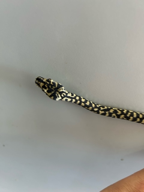Zebra Other Carpet Python by Cornsnake Corral - MorphMarket