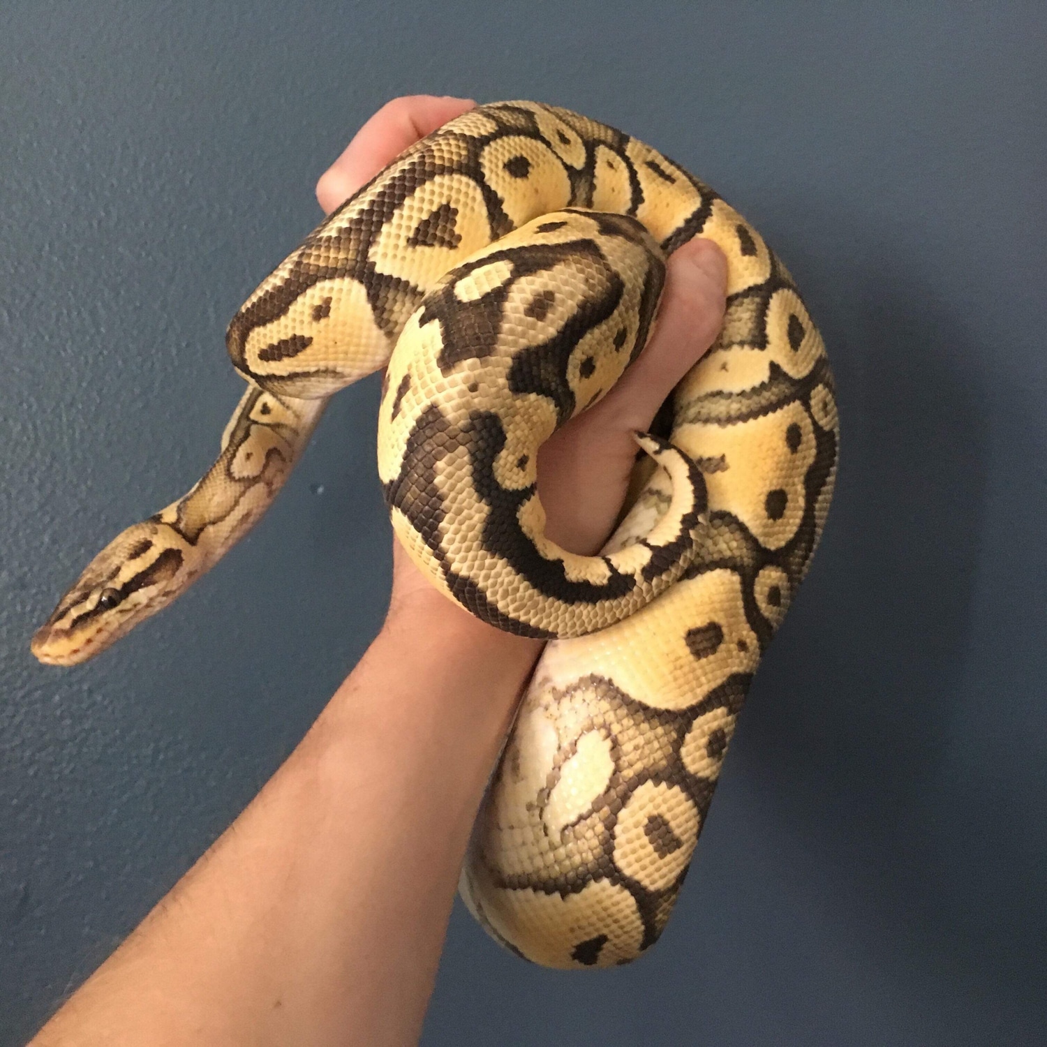 Super Pastel Orange Ghost Ball Python by Wicked Wyvern Exotics