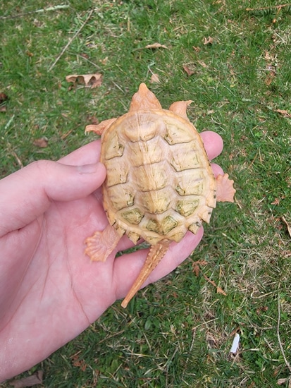 Albino Snapper Snapping Turtle by Morph Shell Exotics