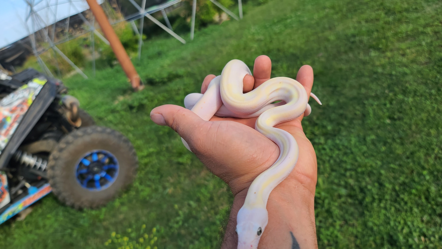 Cow Reticulated Python by Pacific Pythons - MorphMarket