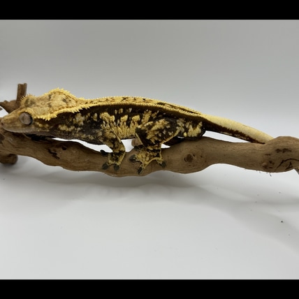 Neo Crested Gecko