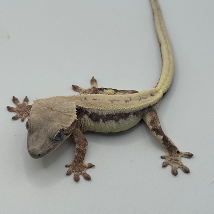 LW Sable Crested Gecko
