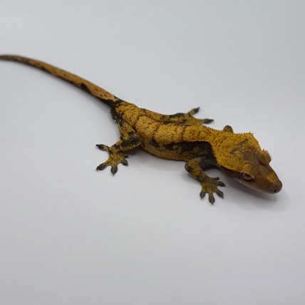 Cold Fusion Crested Gecko
