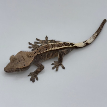 Cappuccino Crested Gecko