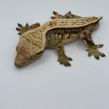 Big Mo Crested Gecko