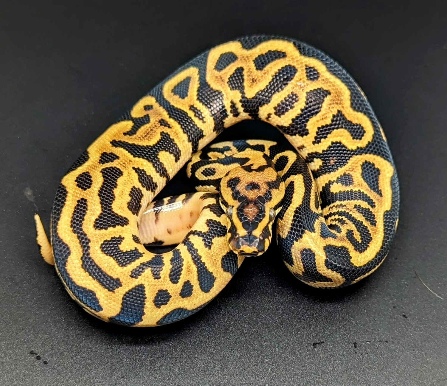 Spotnose Leopard Yb/Specter Ball Python by Lightning Rod Reptiles ...