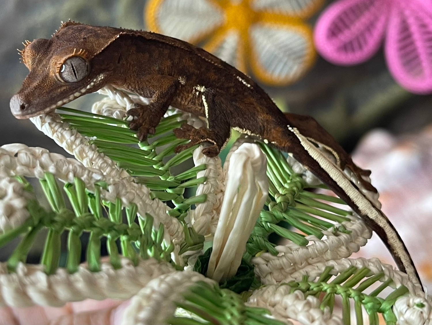 Phantom Crested Gecko by Barrigada’s Geckos MorphMarket