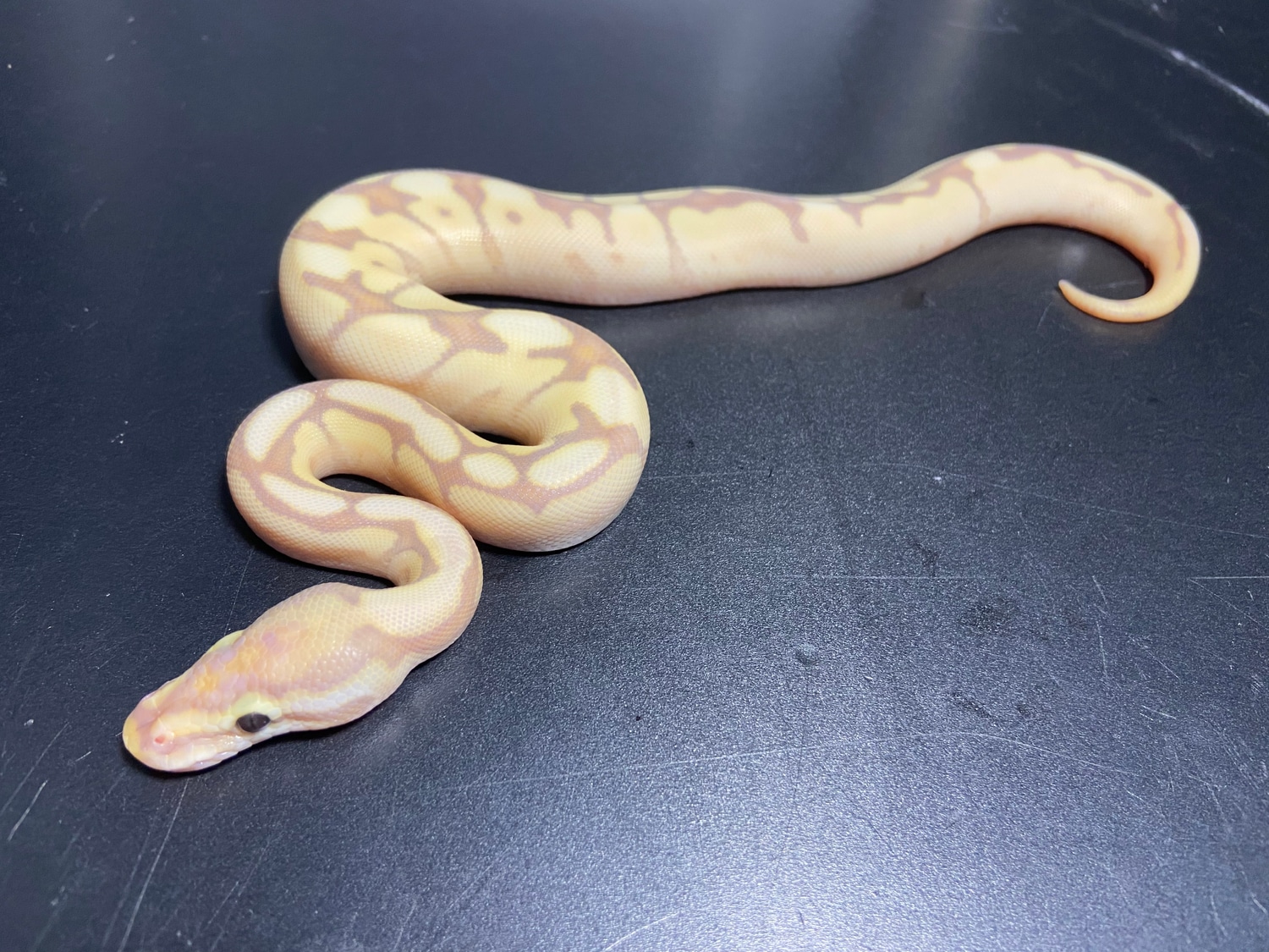 21 Banana Spider Mojave Pos Calico Ball Python by Lil Egypt Royals