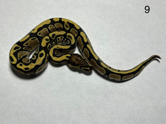 22 M Fire Het Genetic Stripe Ball Python by Lil Egypt Royals