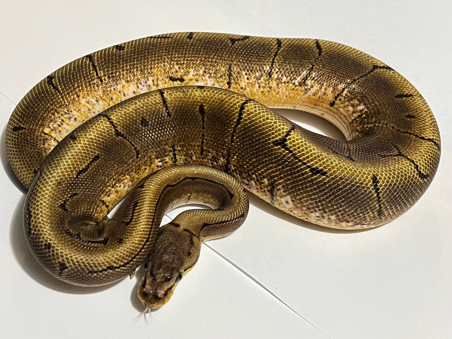 F Nanny Spinner Ball Python by Lil Egypt Royals - MorphMarket