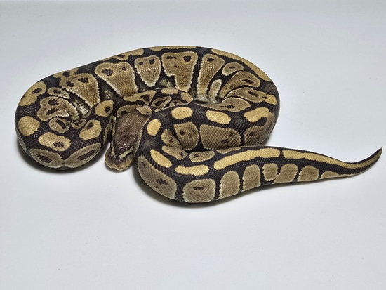 Ghost Ball Python by Lil Egypt Royals
