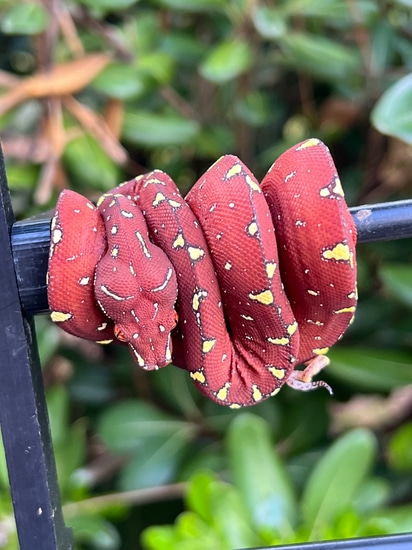 Designer Green Tree Python Neo by Space City Chondros