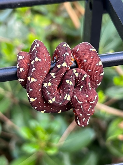 Designer Green Tree Neo Green Tree Python by Space City Chondros