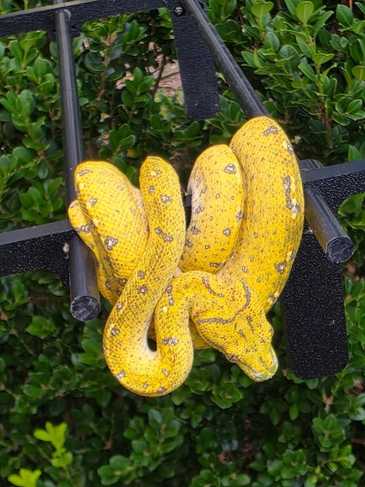 USCBB Aru Green Tree Python by Space City Chondros