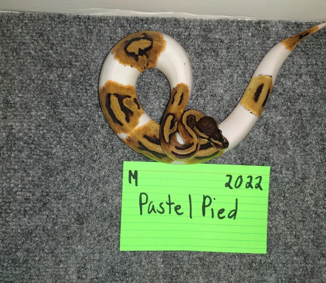Pastel Pied Ball Python by Lil Haze Reptiles - MorphMarket