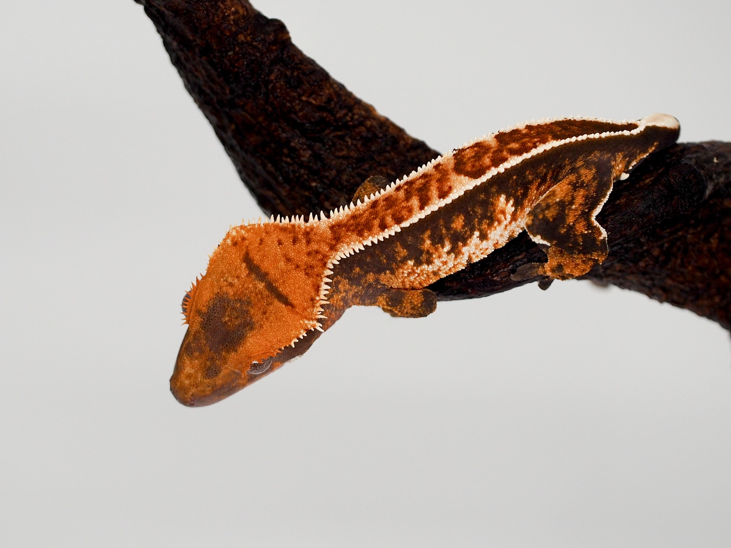Scale Rot Gecko Soft Scale Red Pinstripe Possible Female Crested Gecko by Crested ...