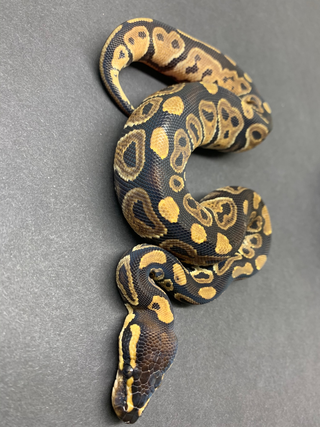 50% Het Clown Ball Python by Xs Royals - MorphMarket
