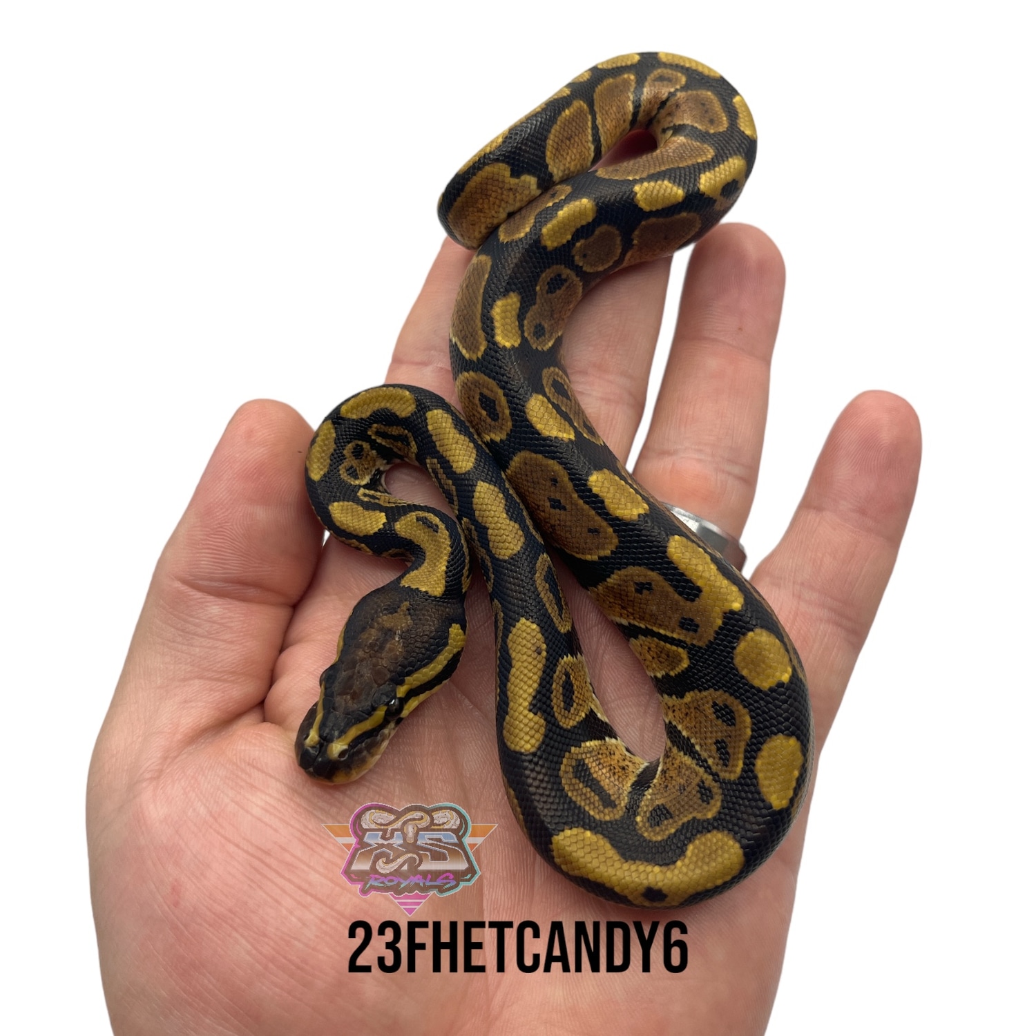 Het Candy Ball Python by Xs Royals MorphMarket