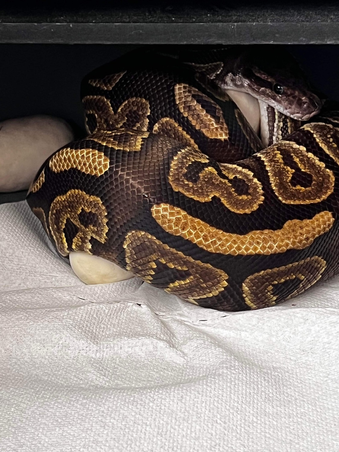 Black Pastel Ball Python by Dark Moon Reptiles - MorphMarket