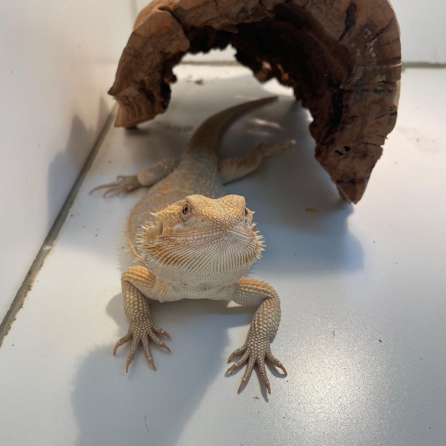 【dragonbread】 Red Monster Outcross Hypo 66% Het Translucent 50% Het