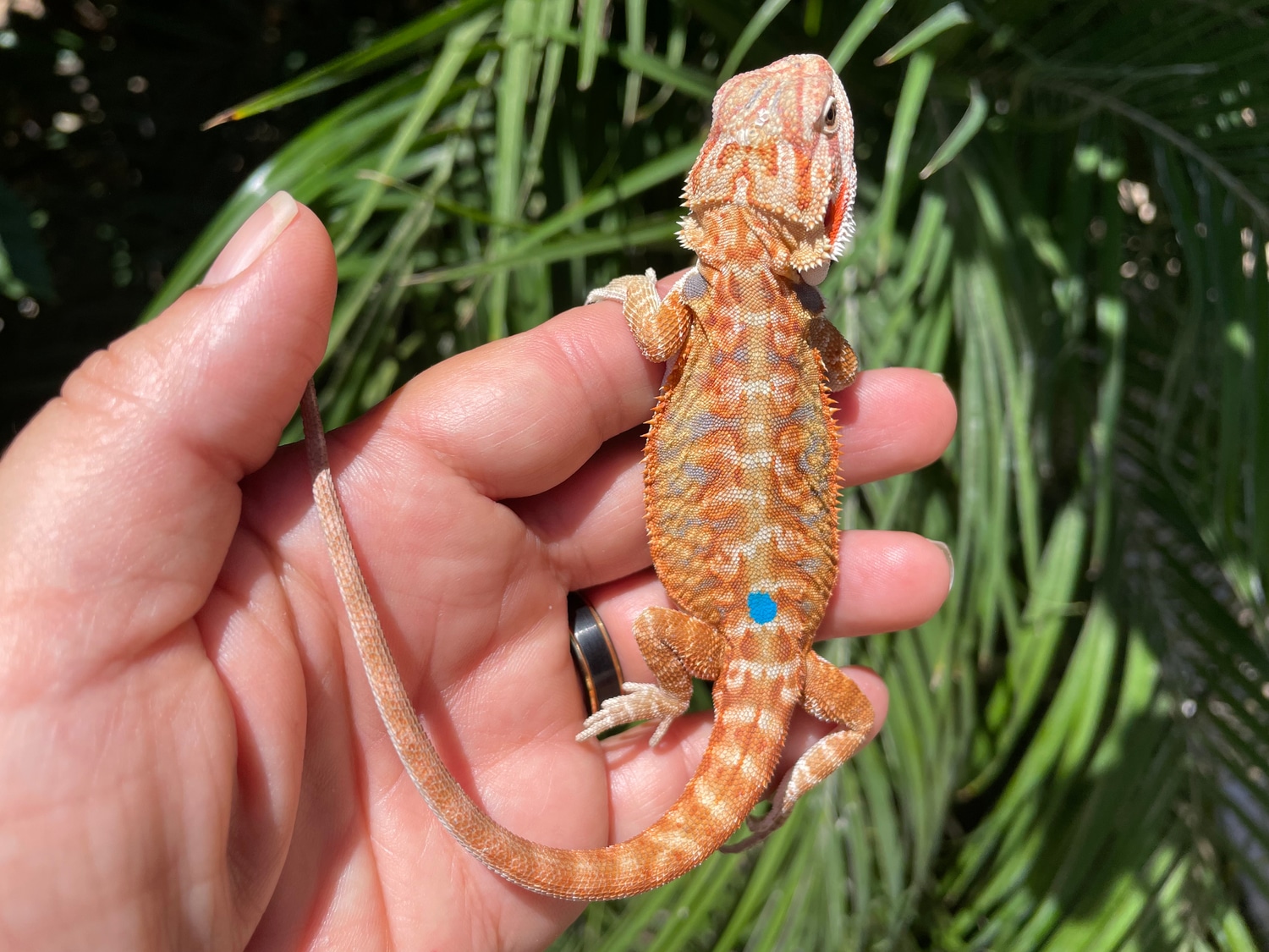 SHIPPING INCLUDED Super Colorful Hypo Leatherback Possible Het Zero