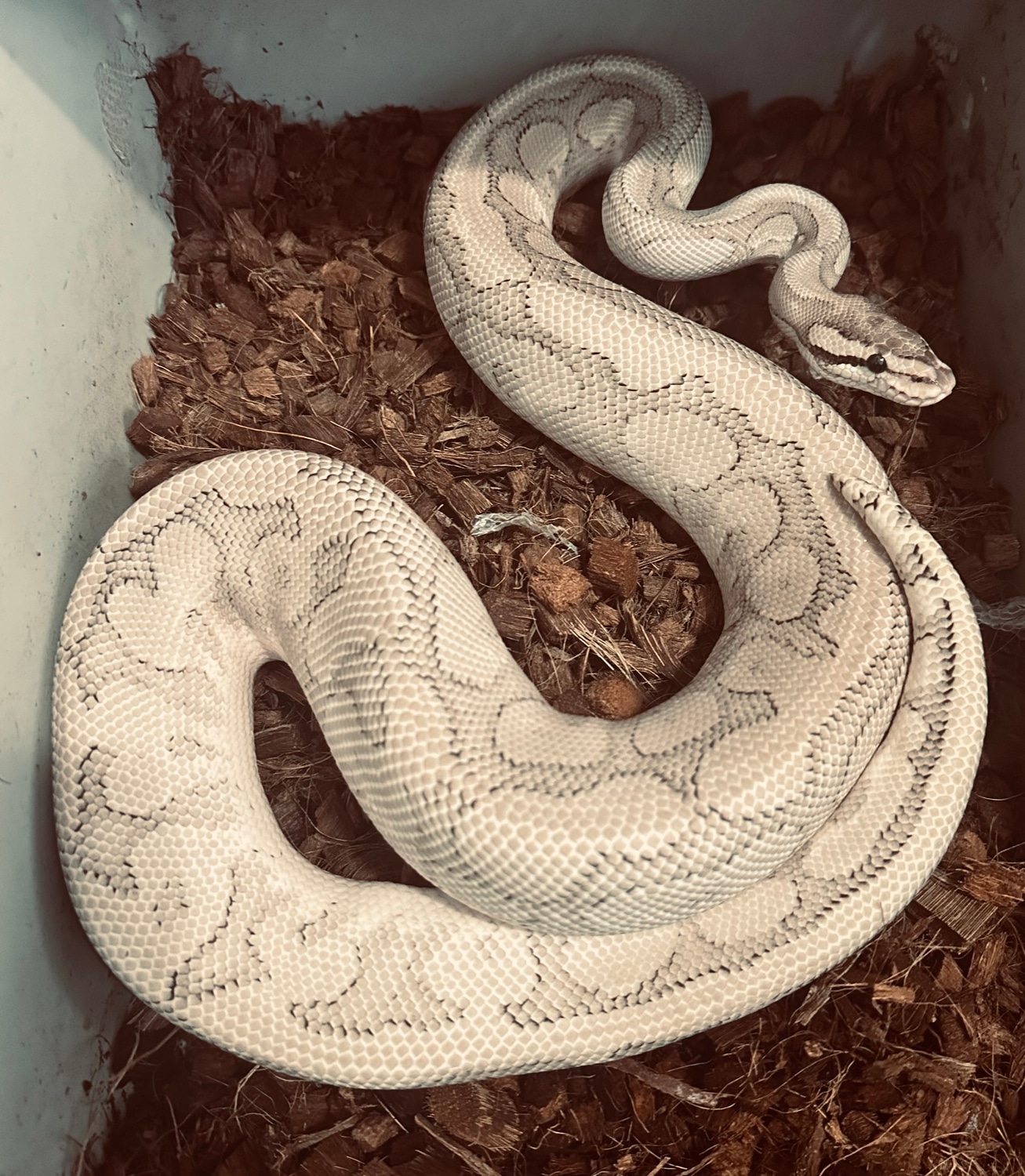 Super Phantom Spider Ball Python by Lisa’s Balls - MorphMarket