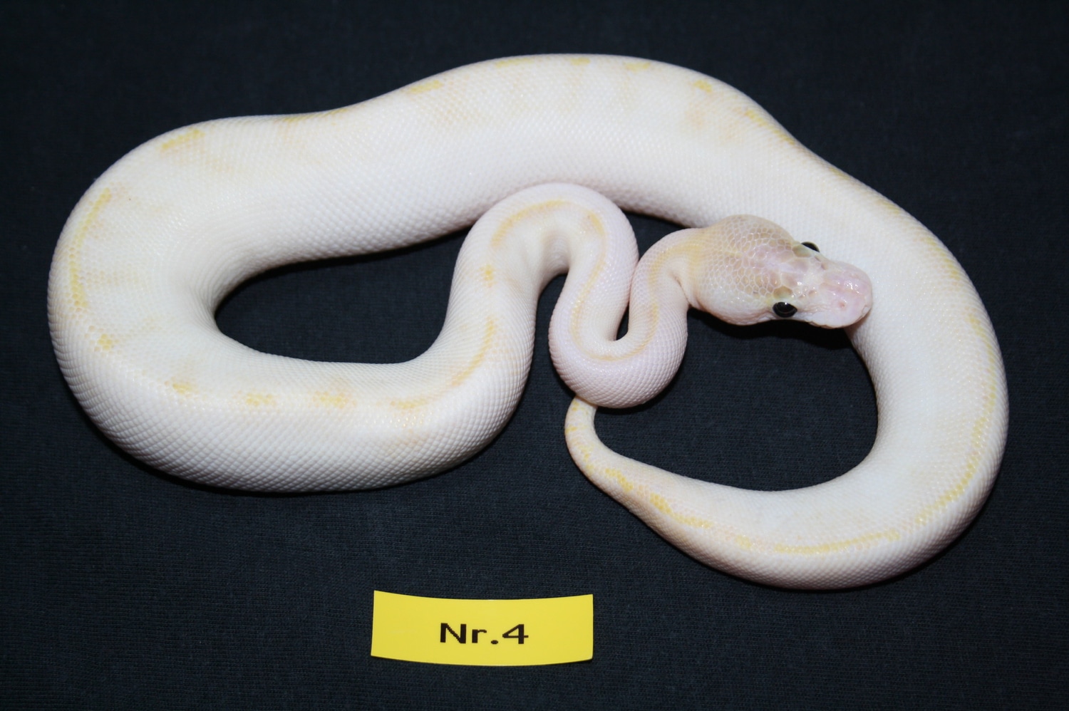 Ivory Pos Pastel, Pos GHI, Pos Calico, Pos Enchi Ball Python by Andreas ...