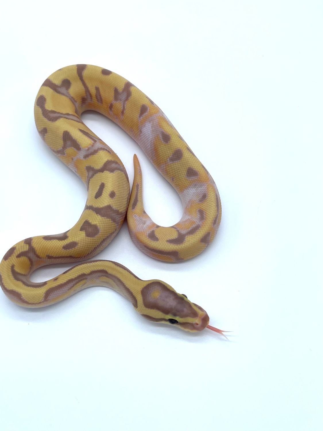 Banana Enchi Pied Ball Python by Little City Royals MorphMarket