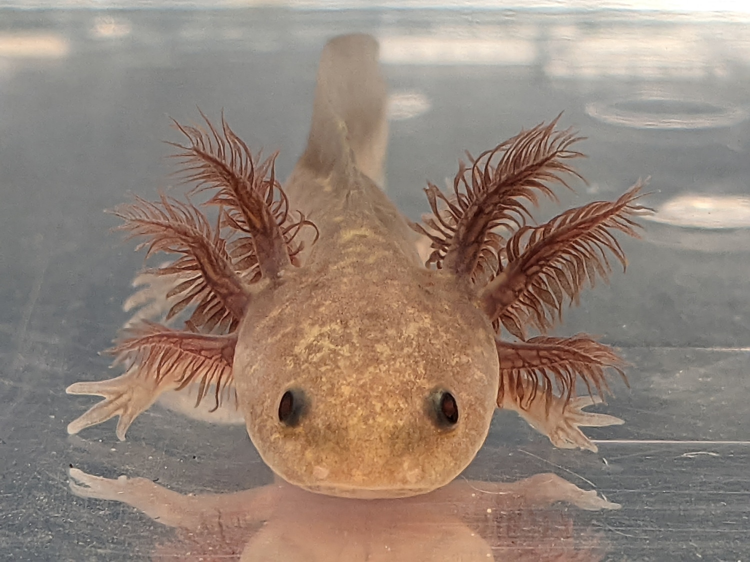 3" Juvenile Copper Melanoid Axolotl by Little Fish Aquatics MorphMarket