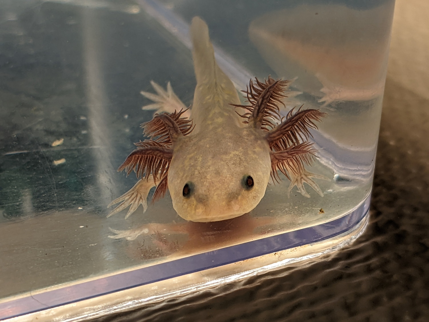 3" Juvenile Copper Melanoid Axolotl by Little Fish Aquatics MorphMarket